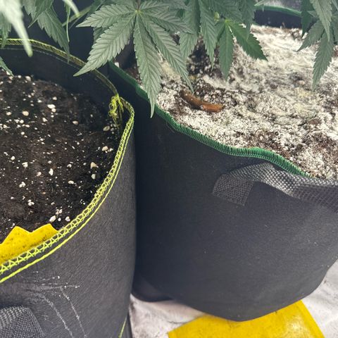 Blue gelato 41  growlog photo: Lavaggio da terra di diatomee 