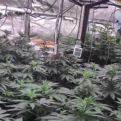 Blue gelato 41  growlog photo: Oggi 80 giorni di vegetativa piena