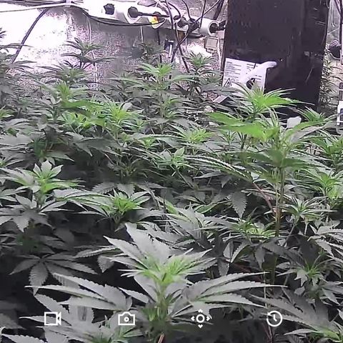 Blue gelato 41  growlog timeline photo