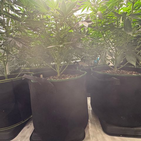 Blue gelato 41  growlog timeline photo