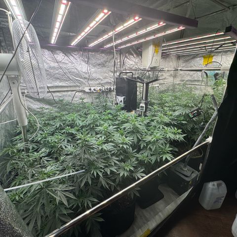 Blue gelato 41  growlog timeline photo