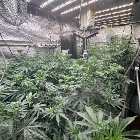 Blue gelato 41  growlog timeline photo
