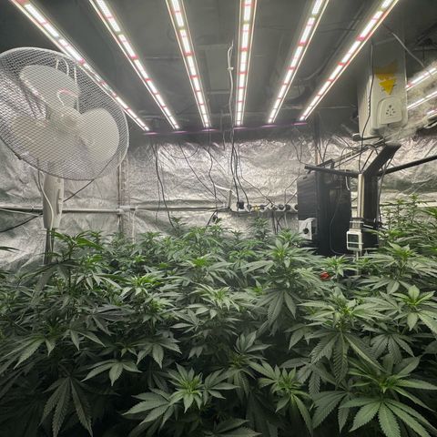 Blue gelato 41  growlog timeline photo