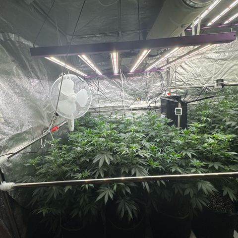 Blue gelato 41  growlog timeline photo