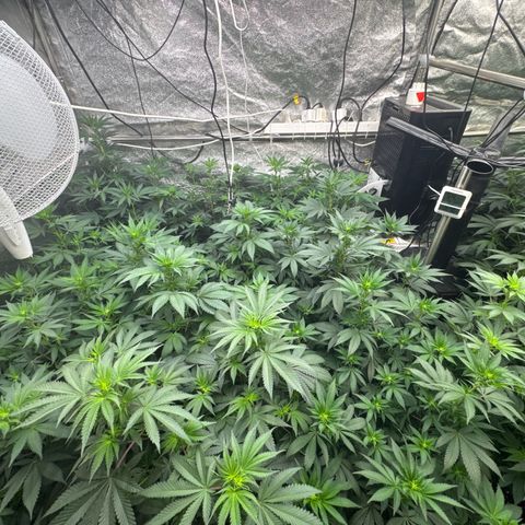 Blue gelato 41  growlog timeline photo