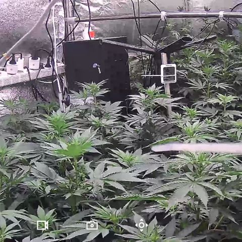 Blue gelato 41  growlog photo: Solo Acqua data  oggi fra 3 giorni 
Settimana 2 fioritura 7/8 luglio 