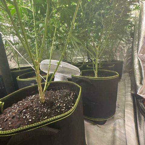 Blue gelato 41  growlog timeline photo