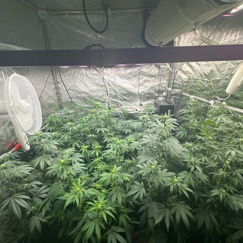 Blue gelato 41  growlog timeline photo