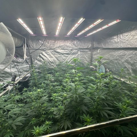 Blue gelato 41  growlog timeline photo