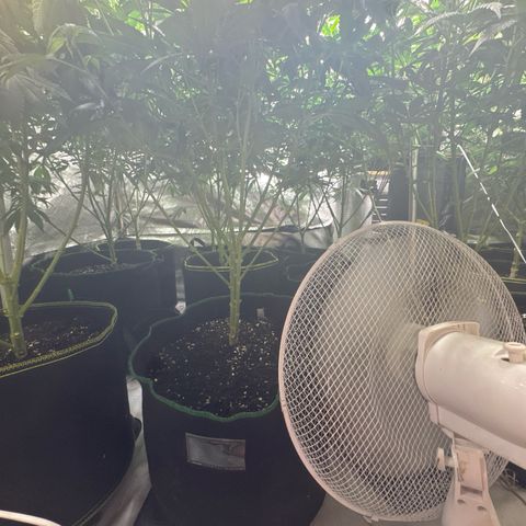 Blue gelato 41  growlog timeline photo