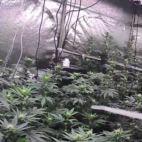 Blue gelato 41  growlog photo: Umidità tropo alta in attesa di un deumidificatore serio…