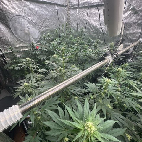 Blue gelato 41  growlog timeline photo