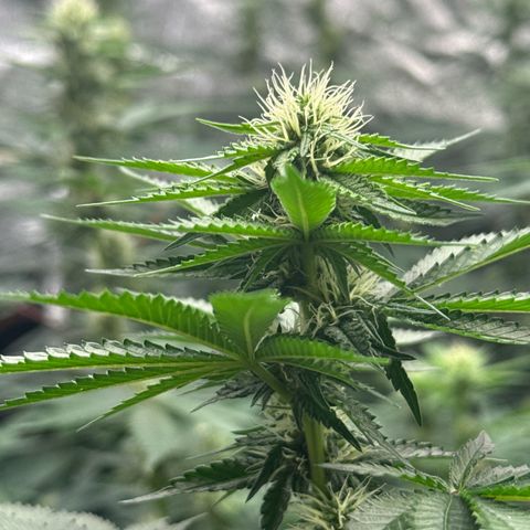 Blue gelato 41  growlog timeline photo