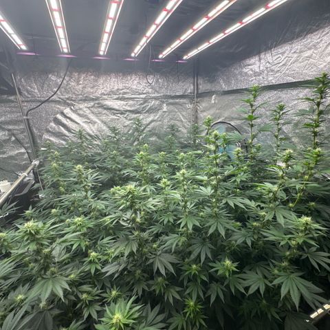 Blue gelato 41  growlog timeline photo