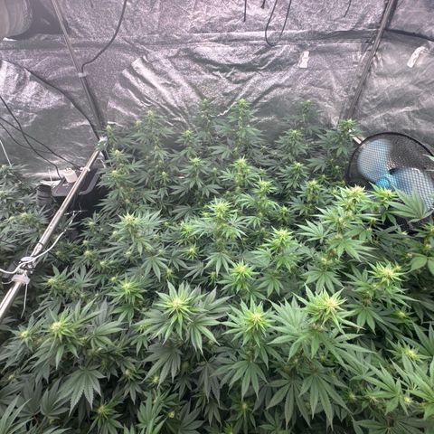 Blue gelato 41  growlog timeline photo