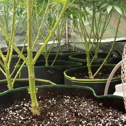 Blue gelato 41  growlog timeline photo