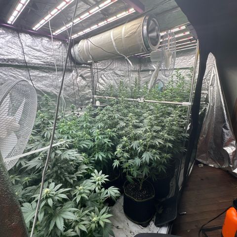 Blue gelato 41  growlog timeline photo