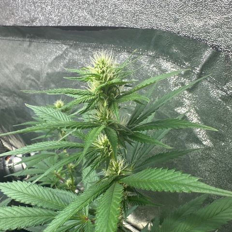 Blue gelato 41  growlog timeline photo