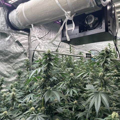 Blue gelato 41  growlog timeline photo