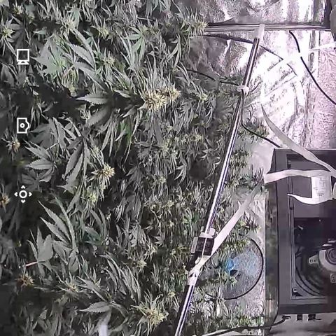 Blue gelato 41  growlog timeline photo