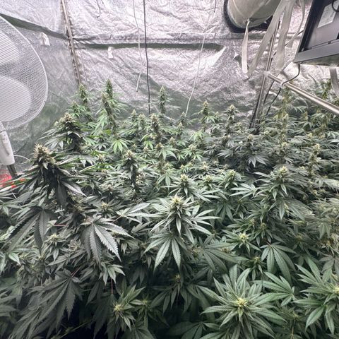 Blue gelato 41  growlog timeline photo