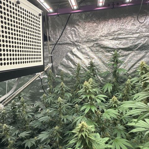 Blue gelato 41  growlog timeline photo