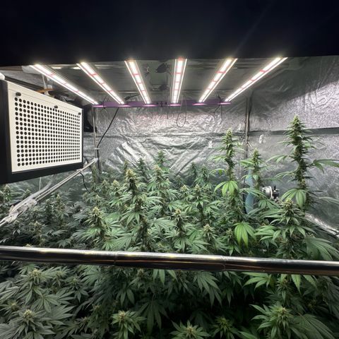 Blue gelato 41  growlog timeline photo