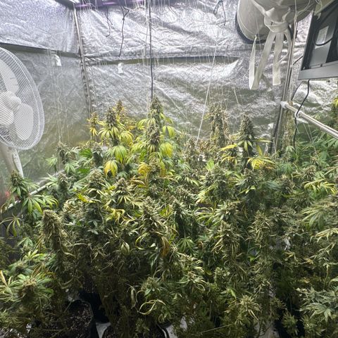 Blue gelato 41  growlog photo: Flush 