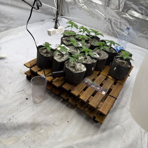 Blue gelato 41  growlog photo: Plantule uscite 10 febbraio 