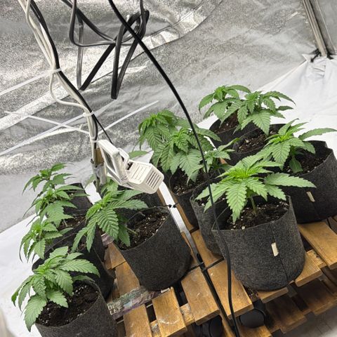 Blue gelato 41  growlog photo: Acqua data oggi 