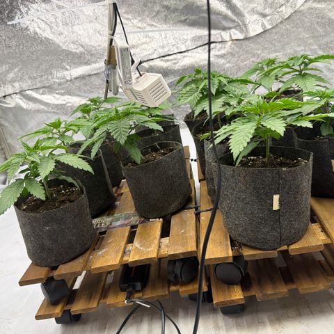 Blue gelato 41  growlog timeline photo