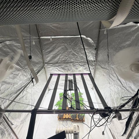 Blue gelato 41  growlog photo: Prima settimana di vegetativa 


Runtz x layer cake 