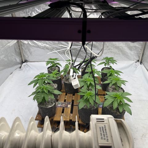Blue gelato 41  growlog photo: Prima settimana di vegetativa 


Runtz x layer cake 