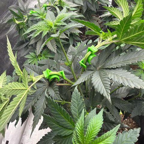Blue gelato 41  growlog timeline photo