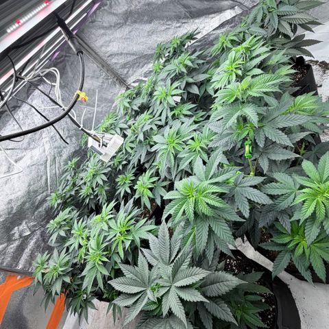 Blue gelato 41  growlog timeline photo