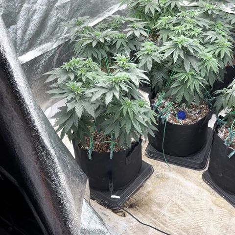 Blue gelato 41  growlog photo: Runtz x layer cake 
2 mesi 