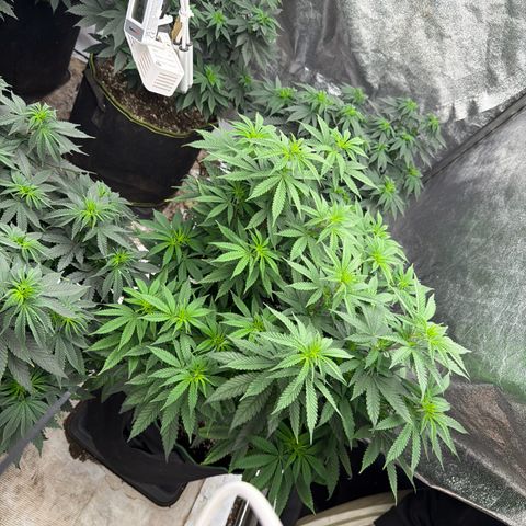 Blue gelato 41  growlog timeline photo