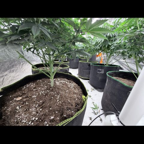 Blue gelato 41  growlog photo: Defogliazione pre fioritura ✅
- Topping ✅
Lst ✅
Multi Topping ✅