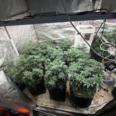 Blue gelato 41  growlog photo: Flowering 