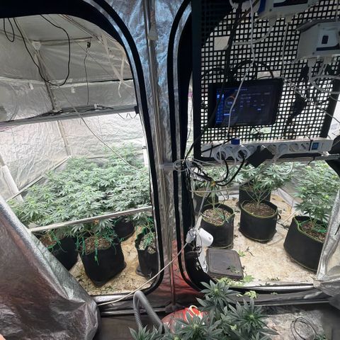 Blue gelato 41  growlog timeline photo