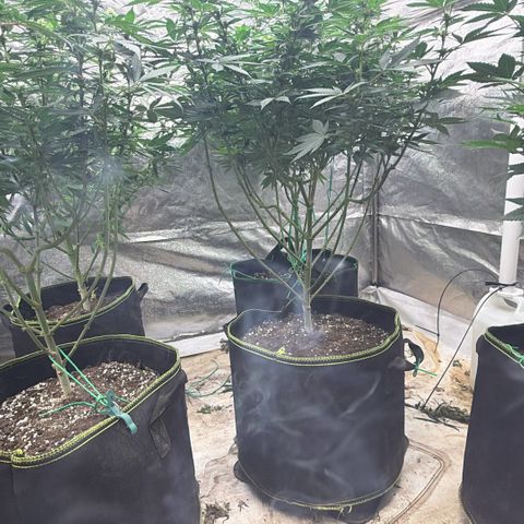 Blue gelato 41  growlog timeline photo