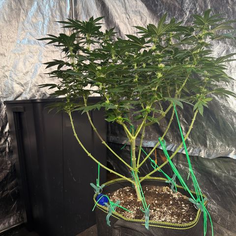Blue gelato 41  growlog timeline photo