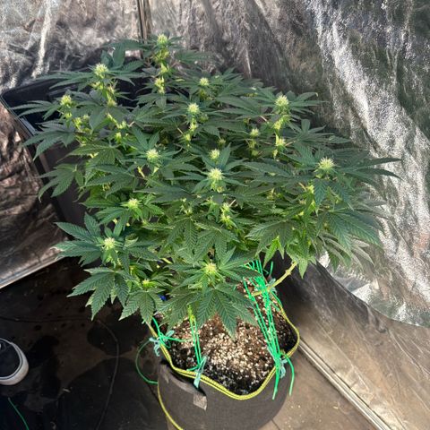 Blue gelato 41  growlog timeline photo