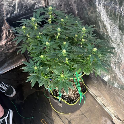 Blue gelato 41  growlog timeline photo