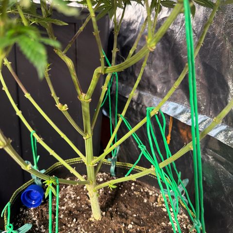 Blue gelato 41  growlog timeline photo