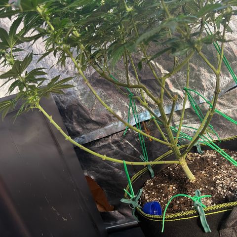 Blue gelato 41  growlog timeline photo
