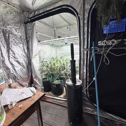 Blue gelato 41  growlog timeline photo