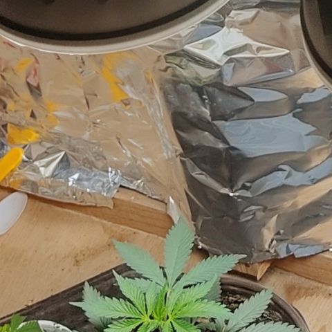 DURBAN POISON. growlog timeline photo