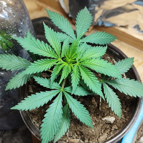 DURBAN POISON. growlog timeline photo