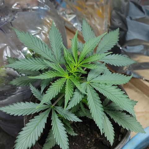DURBAN POISON. growlog timeline photo
